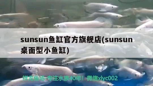 sunsun鱼缸官方旗舰店(sunsun桌面型小鱼缸) 黑桃A鱼