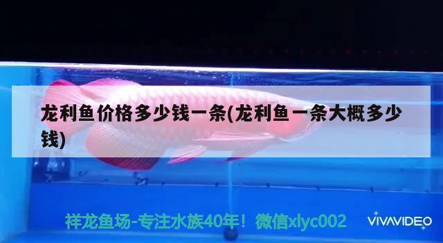 龙利鱼价格多少钱一条(龙利鱼一条大概多少钱) 广州水族器材滤材批发市场