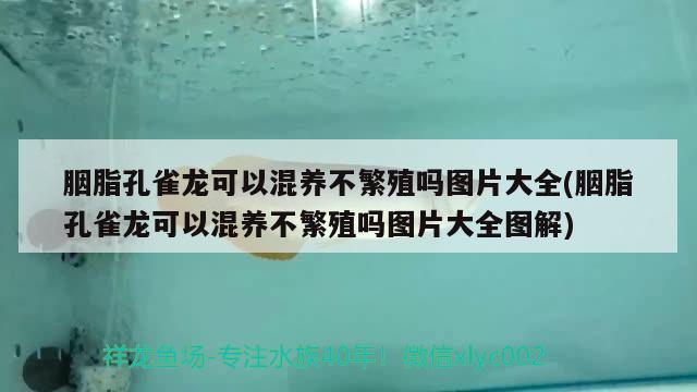 胭脂孔雀龙可以混养不繁殖吗图片大全(胭脂孔雀龙可以混养不繁殖吗图片大全图解)