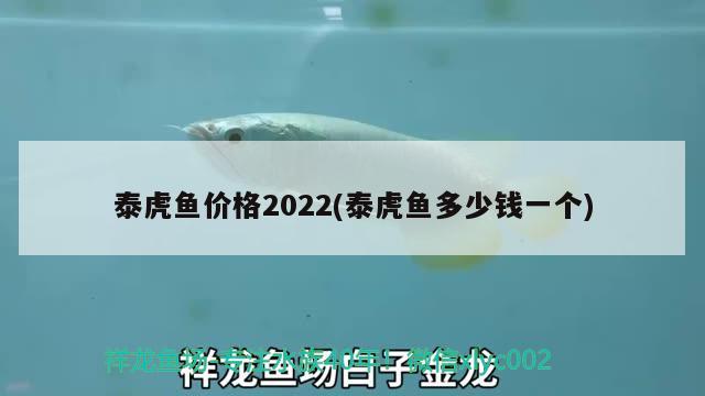 泰虎鱼价格2022(泰虎鱼多少钱一个) 虎鱼百科