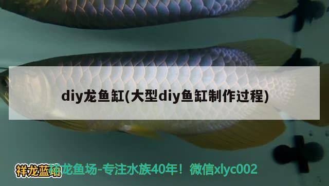 diy龙鱼缸(大型diy鱼缸制作过程) 水族世界