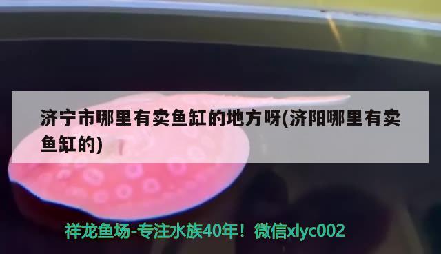 济宁市哪里有卖鱼缸的地方呀(济阳哪里有卖鱼缸的) 其它水族用具设备