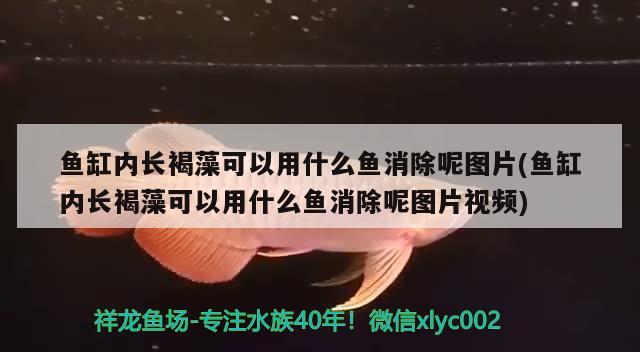 鱼缸内长褐藻可以用什么鱼消除呢图片(鱼缸内长褐藻可以用什么鱼消除呢图片视频) 红眼黄化幽灵火箭鱼|皇家火箭鱼