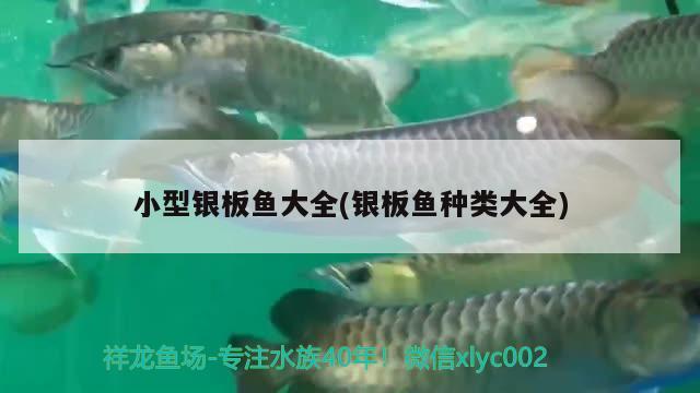 小型银板鱼大全(银板鱼种类大全) 元宝凤凰鱼