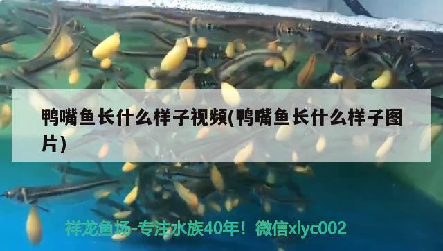 鸭嘴鱼长什么样子视频(鸭嘴鱼长什么样子图片) 广州祥龙国际水族贸易