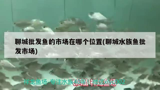 聊城批发鱼的市场在哪个位置(聊城水族鱼批发市场)