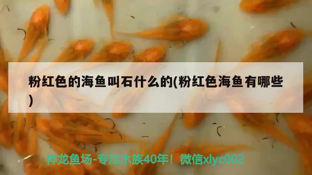 粉红色的海鱼叫石什么的(粉红色海鱼有哪些) 福魟魟鱼