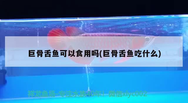 巨骨舌鱼可以食用吗(巨骨舌鱼吃什么) 巨骨舌鱼