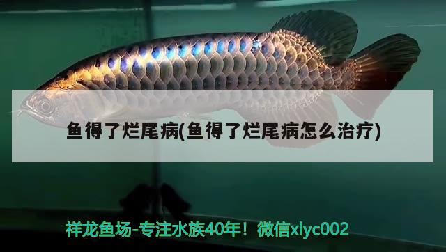 鱼得了烂尾病(鱼得了烂尾病怎么治疗) 水族品牌