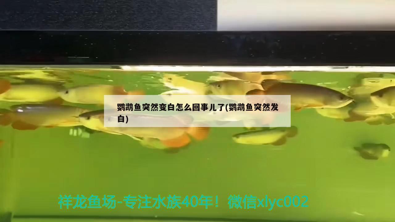 鹦鹉鱼突然变白怎么回事儿了(鹦鹉鱼突然发白) 鹦鹉鱼