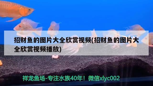 招财鱼的图片大全欣赏视频(招财鱼的图片大全欣赏视频播放) 苏虎