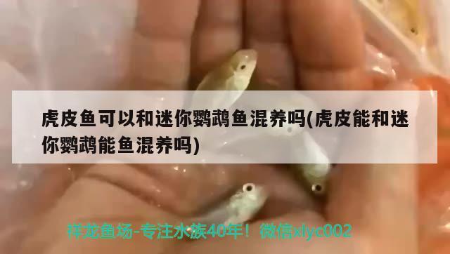 虎皮鱼可以和迷你鹦鹉鱼混养吗(虎皮能和迷你鹦鹉能鱼混养吗) 鹦鹉鱼