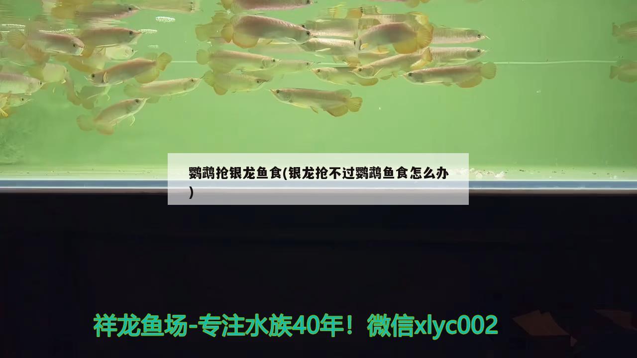 鹦鹉抢银龙鱼食(银龙抢不过鹦鹉鱼食怎么办) 鹦鹉鱼