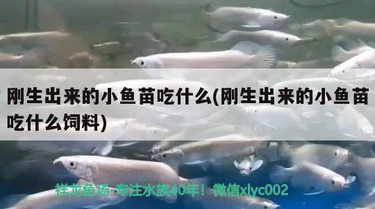 刚生出来的小鱼苗吃什么(刚生出来的小鱼苗吃什么饲料) 泰国虎鱼（泰虎）