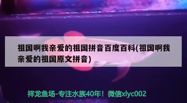 祖国啊我亲爱的祖国拼音百度百科(祖国啊我亲爱的祖国原文拼音) 广州水族器材滤材批发市场