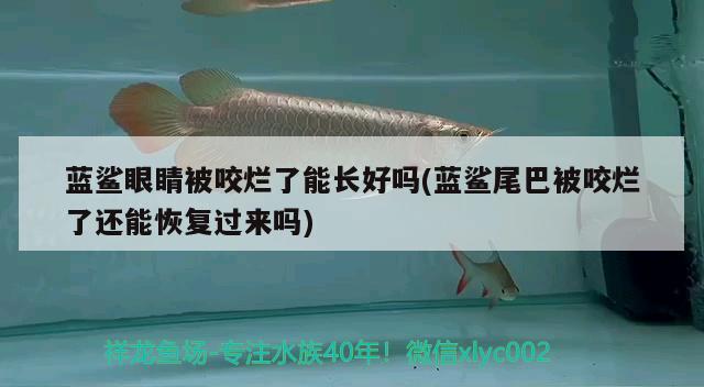 蓝鲨眼睛被咬烂了能长好吗(蓝鲨尾巴被咬烂了还能恢复过来吗) iwish爱唯希品牌鱼缸