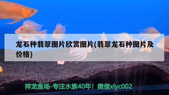 龙石种翡翠图片欣赏图片(翡翠龙石种图片及价格) 罗汉鱼