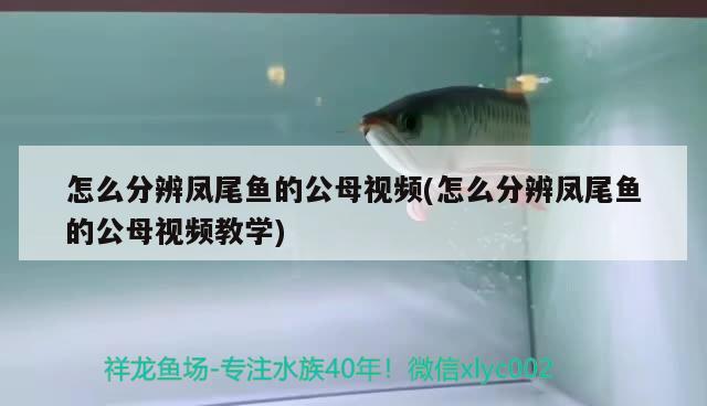 怎么分辨凤尾鱼的公母视频(怎么分辨凤尾鱼的公母视频教学) 青龙鱼