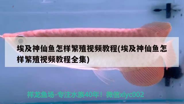 埃及神仙鱼怎样繁殖视频教程(埃及神仙鱼怎样繁殖视频教程全集)