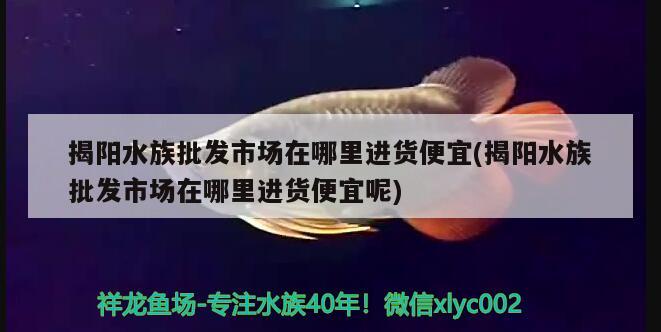 揭阳水族批发市场在哪里进货便宜(揭阳水族批发市场在哪里进货便宜呢) 观赏鱼水族批发市场