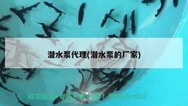 潜水泵代理(潜水泵的厂家)