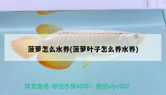 菠萝怎么水养(菠萝叶子怎么养水养)