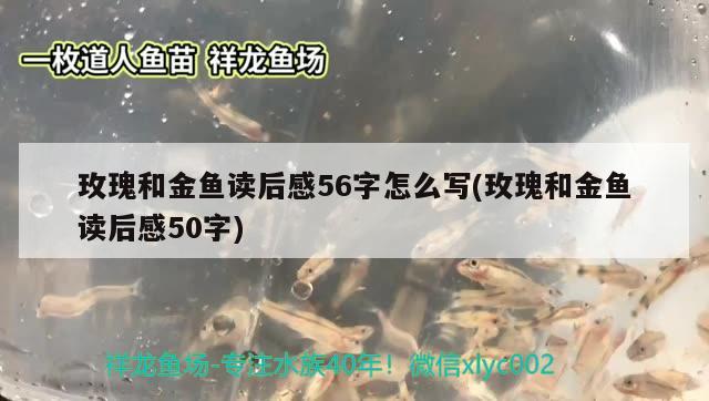 玫瑰和金鱼读后感56字怎么写(玫瑰和金鱼读后感50字) 祥龙鱼场其他产品