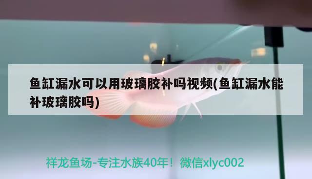 鱼缸漏水可以用玻璃胶补吗视频(鱼缸漏水能补玻璃胶吗) 短身红龙鱼