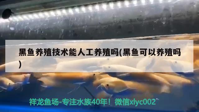 黑鱼养殖技术能人工养殖吗(黑鱼可以养殖吗) 奈及利亚红圆点狗头