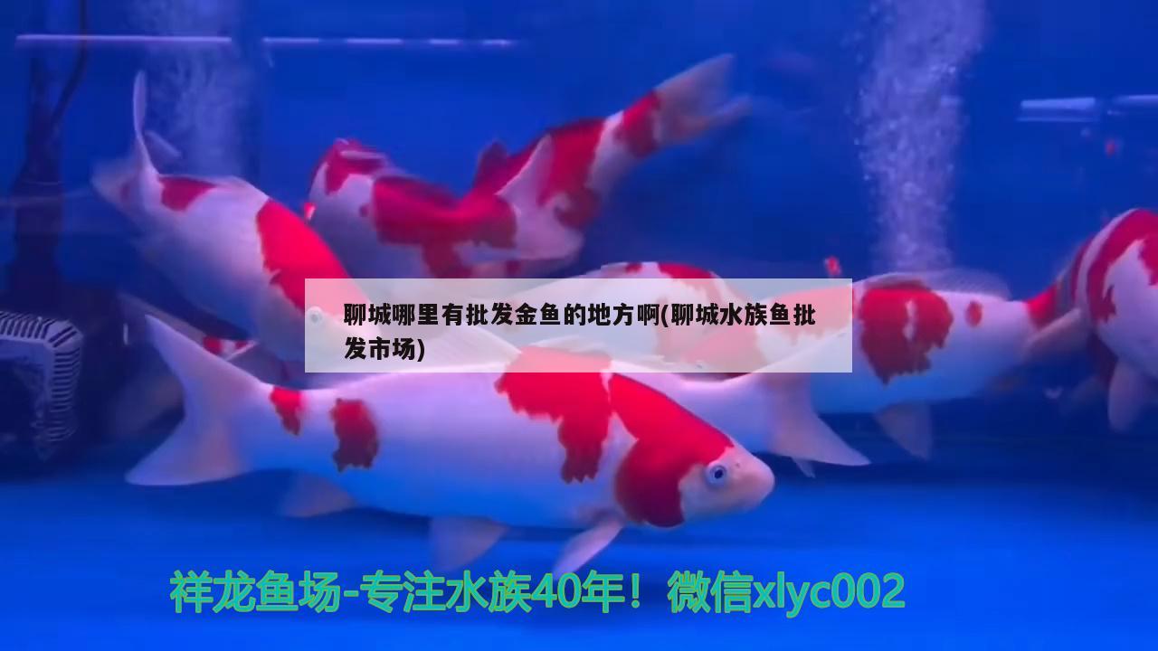 聊城哪里有批发金鱼的地方啊(聊城水族鱼批发市场) 速倍妥鱼粮鱼药