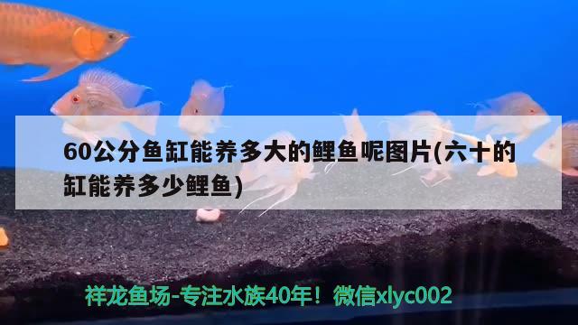 60公分鱼缸能养多大的鲤鱼呢图片(六十的缸能养多少鲤鱼) 狗仔招财猫鱼