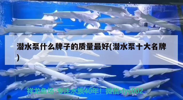 潜水泵什么牌子的质量最好(潜水泵十大名牌) 白子关刀鱼苗