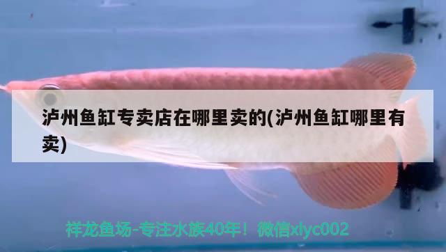 泸州鱼缸专卖店在哪里卖的(泸州鱼缸哪里有卖) 祥龙水族医院