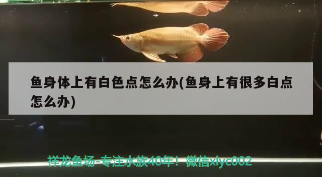 鱼身体上有白色点怎么办(鱼身上有很多白点怎么办) 白化巴西龟（白巴）