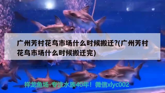 广州芳村花鸟市场什么时候搬迁？(广州芳村花鸟市场什么时候搬迁完)