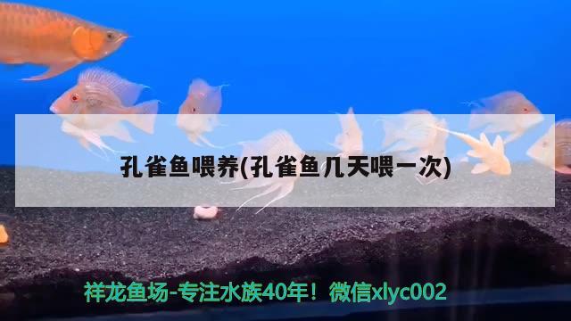 孔雀鱼喂养(孔雀鱼几天喂一次)