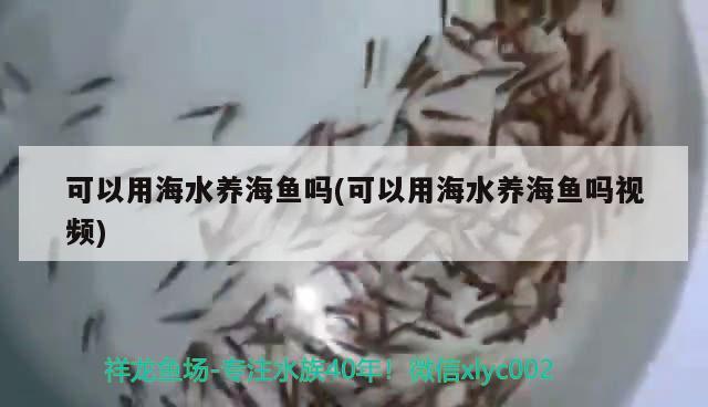 可以用海水养海鱼吗(可以用海水养海鱼吗视频) 鱼缸/水族箱