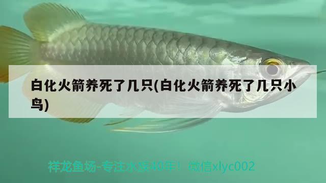 白化火箭养死了几只(白化火箭养死了几只小鸟) 白化火箭