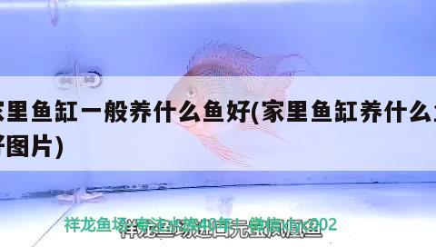 家里鱼缸一般养什么鱼好(家里鱼缸养什么鱼好图片) 龙鱼专用灯