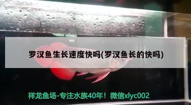 罗汉鱼生长速度快吗(罗汉鱼长的快吗) 罗汉鱼