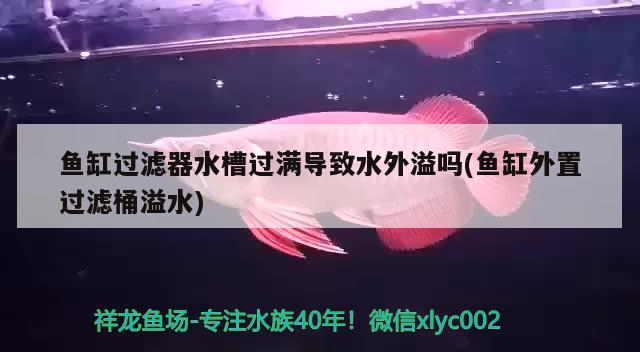 鱼缸过滤器水槽过满导致水外溢吗(鱼缸外置过滤桶溢水) 泰庞海莲鱼