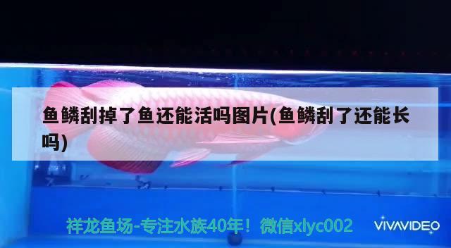 鱼鳞刮掉了鱼还能活吗图片(鱼鳞刮了还能长吗) 广州水族批发市场