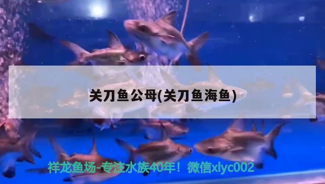 关刀鱼公母(关刀鱼海鱼) 名贵锦鲤鱼