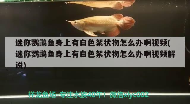 迷你鹦鹉鱼身上有白色絮状物怎么办啊视频(迷你鹦鹉鱼身上有白色絮状物怎么办啊视频解说) 鹦鹉鱼