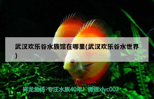 武汉欢乐谷水族馆在哪里(武汉欢乐谷水世界) 红白锦鲤鱼