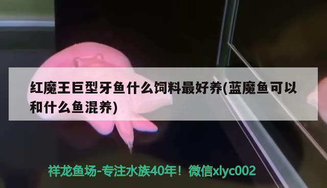 红魔王巨型牙鱼什么饲料最好养(蓝魔鱼可以和什么鱼混养) 大嘴鲸鱼