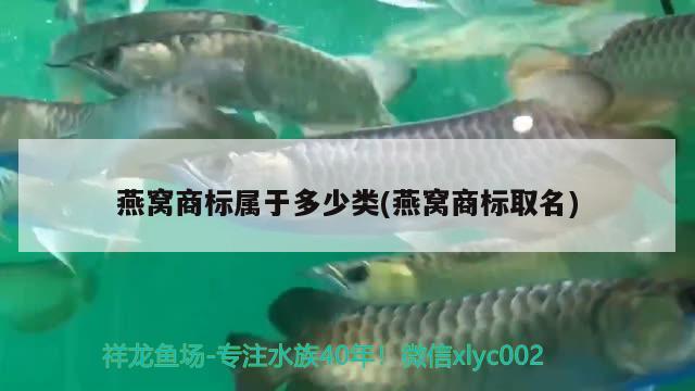 燕窝商标属于多少类(燕窝商标取名)