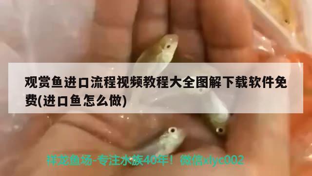 观赏鱼进口流程视频教程大全图解下载软件免费(进口鱼怎么做) 观赏鱼进出口