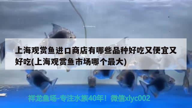 上海观赏鱼进口商店有哪些品种好吃又便宜又好吃(上海观赏鱼市场哪个最大)