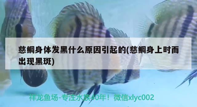 慈鲷身体发黑什么原因引起的(慈鲷身上时而出现黑斑) 野生地图鱼